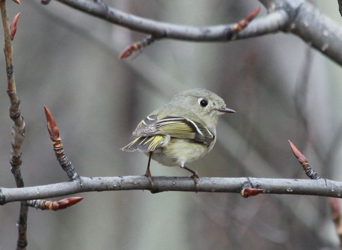 vireo